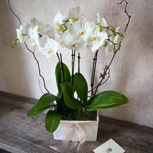 White Orchids