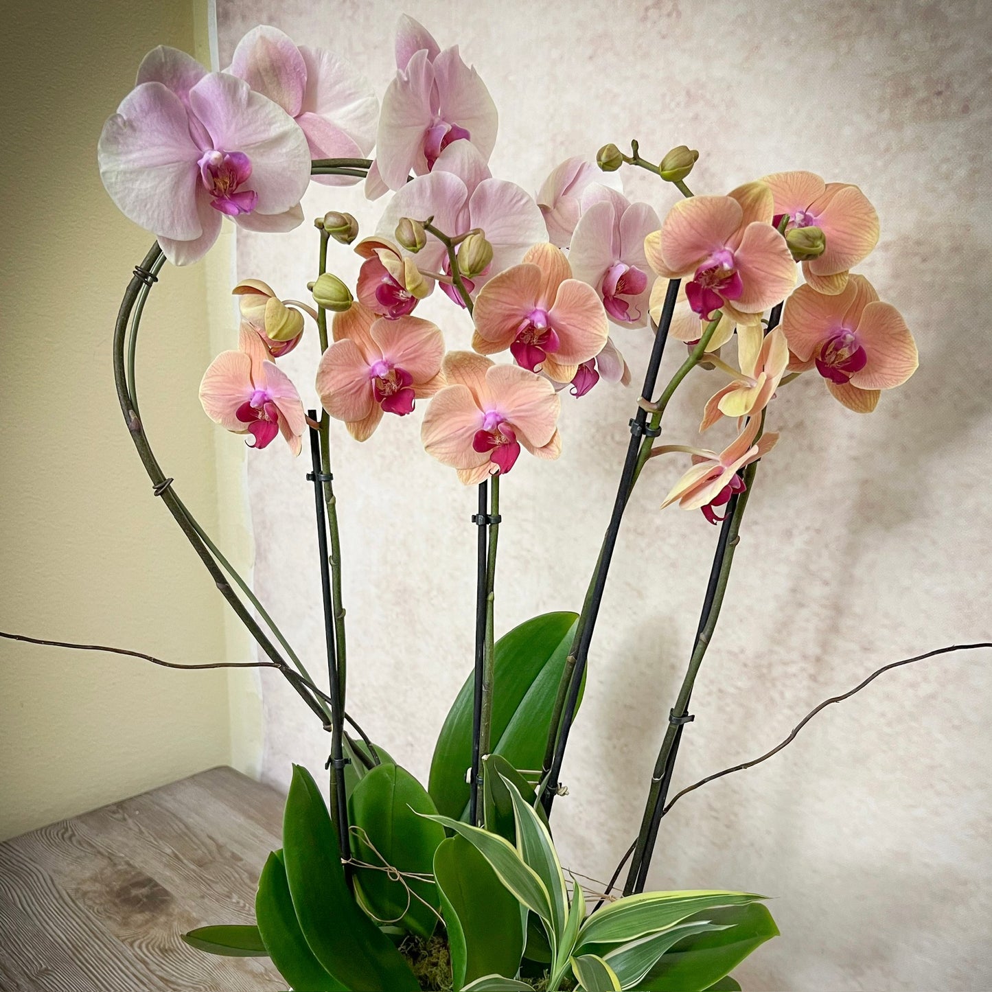 Orchids